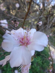 Prunus