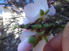 Prunus