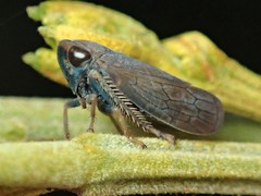 Tartessini