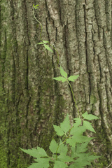 Aconitum stoloniferum