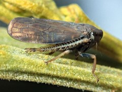 Tartessini