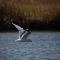 Chroicocephalus ridibundus