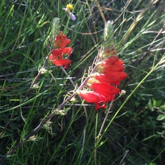 Lamourouxia multifida