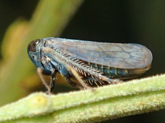 Tartessini