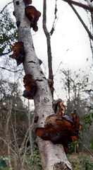 Exidia
