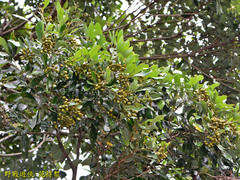 Cryptocarya concinna