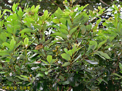 Cryptocarya concinna