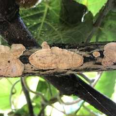 Agaricomycetes