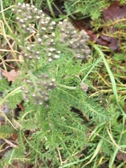 Achillea millefolium