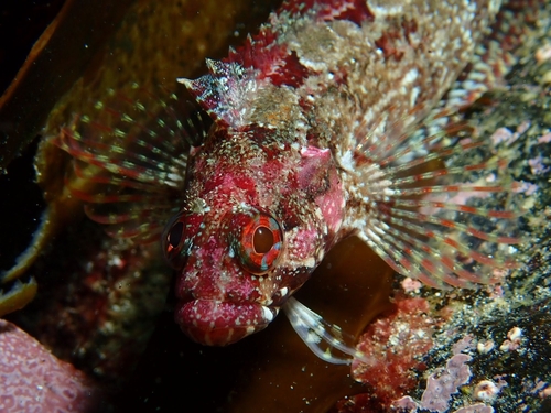 Klipfish (Calliclinus geniguttatus) — Labrisomidae
