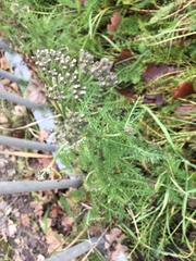 Achillea millefolium