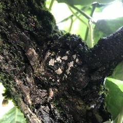 Agaricomycetes