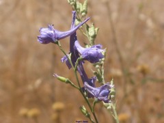 Delphinium gracile