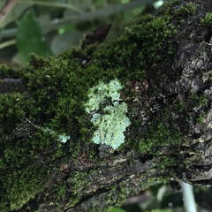 Lecanoromycetes