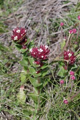 Crassula obovata