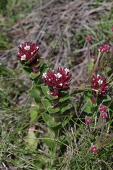 Crassula obovata