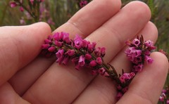 Erica pulchella
