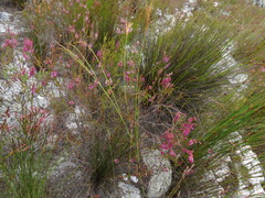 Erica pulchella