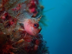 Helcogrammoides cunninghami