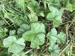 Malva sylvestris