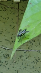 Diptera