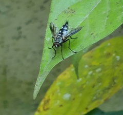 Diptera