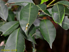 Papilio castor formosanus