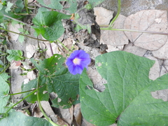 Ipomoea parasitica