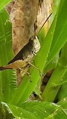 Acrididae