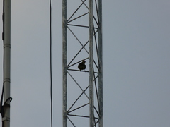 Psilopogon haemacephalus