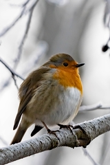 Erithacus rubecula