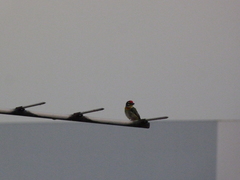 Psilopogon haemacephalus