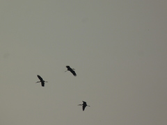 Mycteria leucocephala