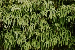 Sticherus squamulosus