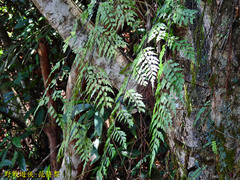 Asplenium neolaserpitiifolium