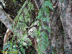 Asplenium neolaserpitiifolium