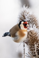 Carduelis carduelis
