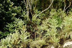 Sticherus cryptocarpus