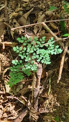 Adiantum raddianum