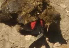 Altinote trinacria chea