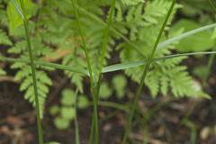Poa sichotensis