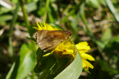 Cymaenes odilia