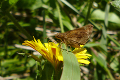 Cymaenes odilia
