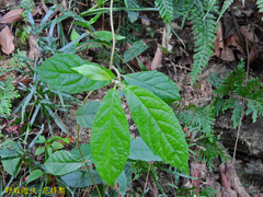 Decaneuropsis gratiosa