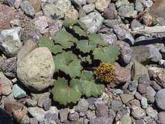 Pozoa coriacea