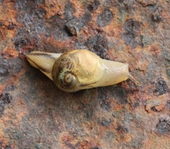 Sheldonia