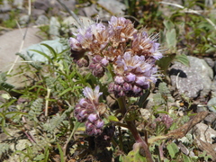 Phacelia secunda