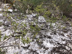 Polygonum dentoceras