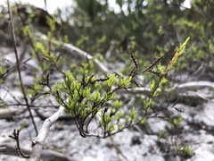 Polygonum dentoceras