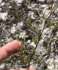 Polygonum dentoceras